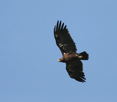 Greater Spotted Eagle