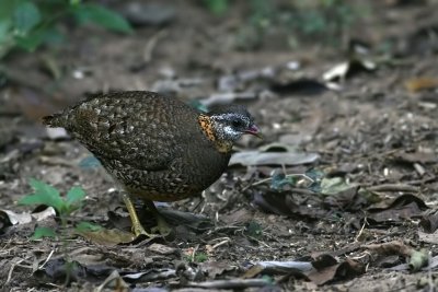 Scaly-breasted Partridge