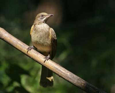 Streak-eared Bulbul