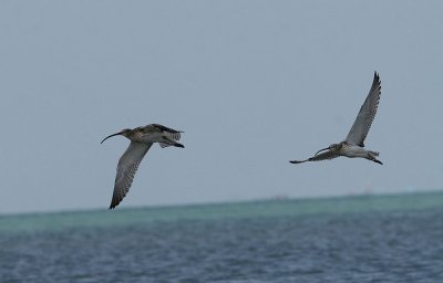 Eurasian Curlews