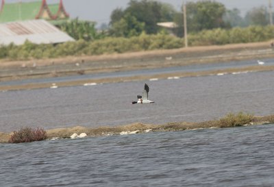 g3/90/590590/3/121842008.zYiSngvI.jpg