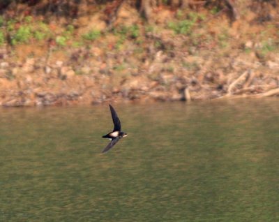 Silver-backed Needletail