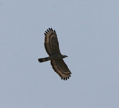 Oriental Honey Buzzard