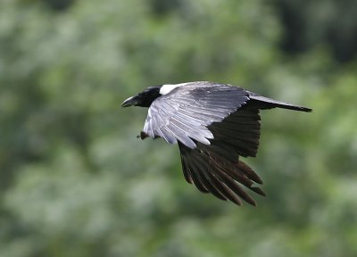 Collared Crow
