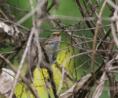 Brownish-flanked Bush Warbler