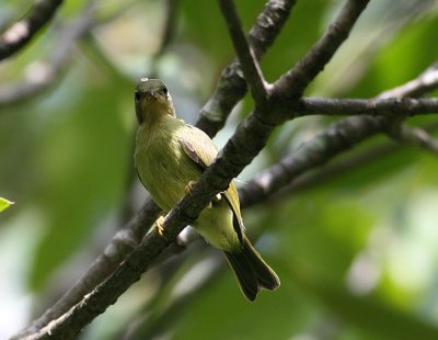 Ruby-cheeked Sunbird