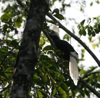 White-crowned Hornbill