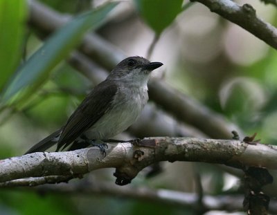 Mangrove Whistler