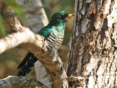 Emerald Cuckoo