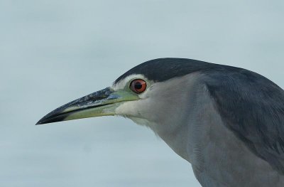 Black-crowned Night Heron