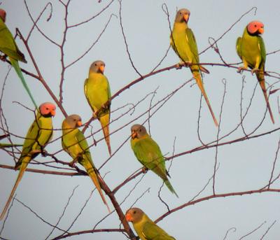 Blossom-headed Parakeets