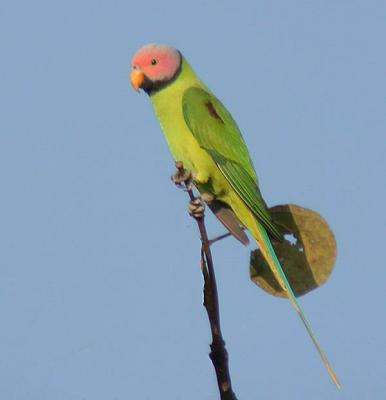 g3/90/590590/3/52965182.NewFolderblheadparakeet.jpg