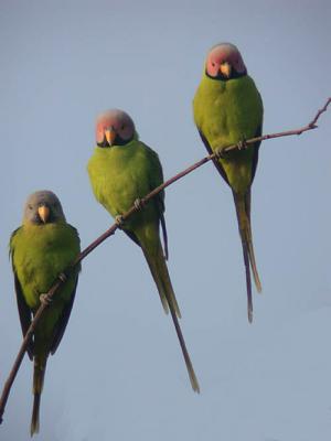 Blossom-headed Parakeets