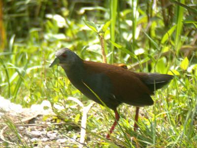 g3/90/590590/3/52970340.blacktailedcrake.jpg