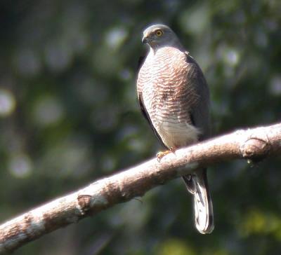 g3/90/590590/3/53180944.shikra1.jpg