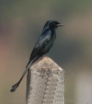 g3/90/590590/3/53796577.blackdrongo1.jpg