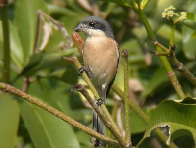 g3/90/590590/3/53809956.burmeseshrike2.jpg