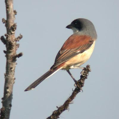 g3/90/590590/3/53810188.burmeseshrike1.jpg