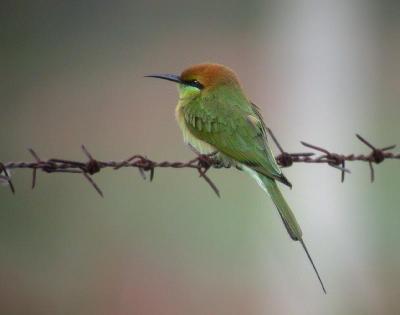 Little Green Bee-eater