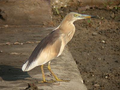 g3/90/590590/3/53810862.indianheron3.jpg