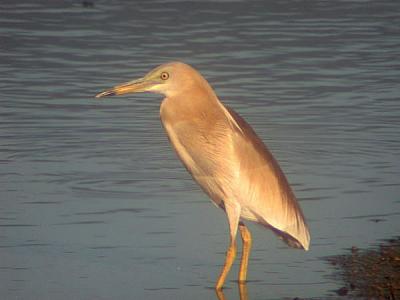 g3/90/590590/3/53810864.IndianPondHeron5.jpg
