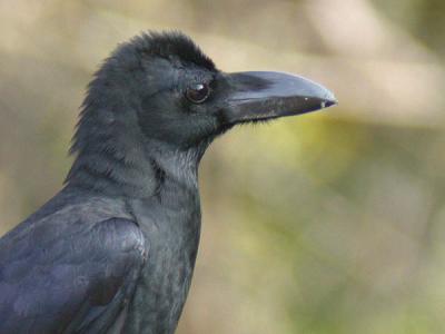 Eastern Jungle Crow (Large-billed Crow)