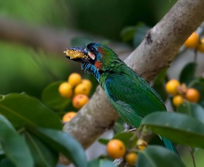 Blue-eared Barbet