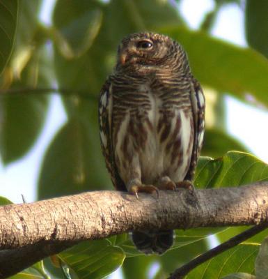 Asian Barred Owlet