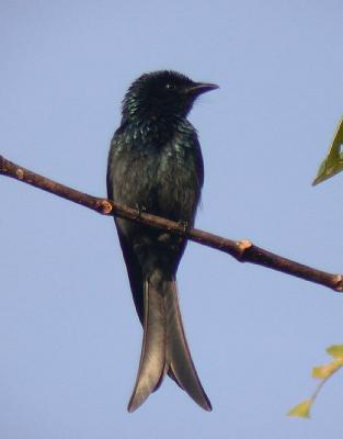 Bronzed Drongo