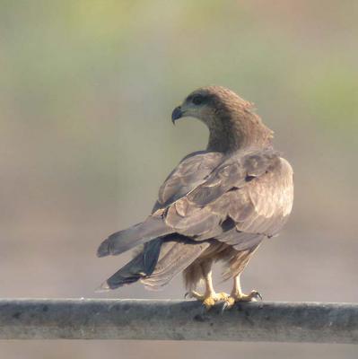 Whistling Kite