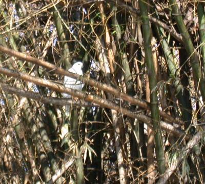 Grey Goshawk