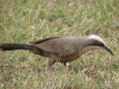 g3/90/590590/3/58007236.GreycrownedBabbler.jpg