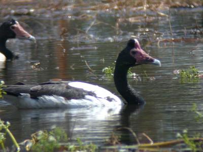 g3/90/590590/3/58007858.magpiegoose.jpg