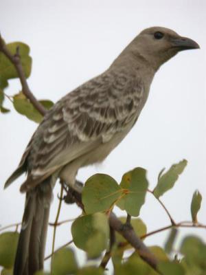 g3/90/590590/3/58007907.bowerbird.jpg