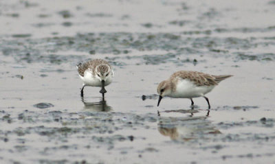 Spoon-billed Sandpiper