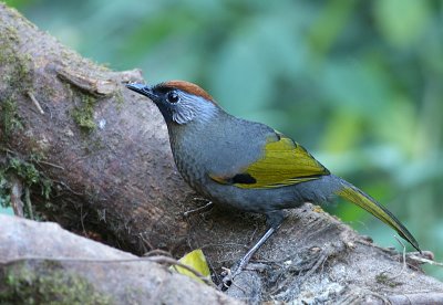 Silver-eared (Chestnut-crowned Laughingthrush)