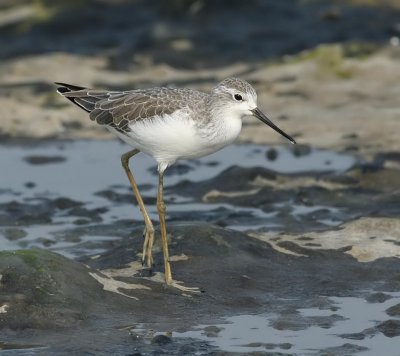 Marsh Sandpiper