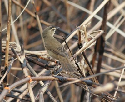 Black-browed Reed Warbler