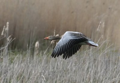 Graylag Goose (Grggs)