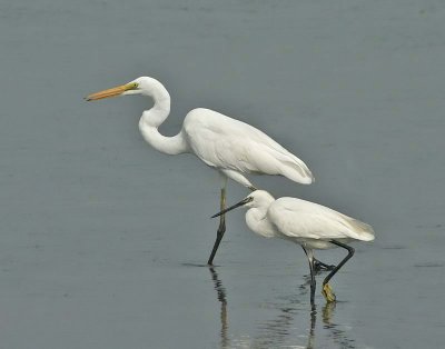 Great and Little Egret