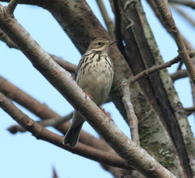 Olive-backed Pipit