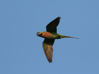 Red-breasted Parakeet, fem