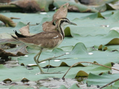 Pheasent-tailed Jacana