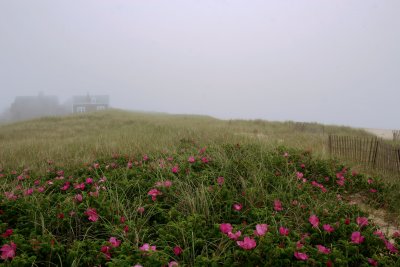 Nantucket Fog I