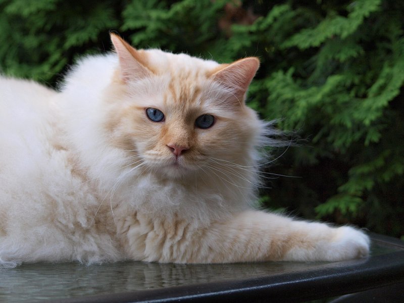 Milo out on the Patio