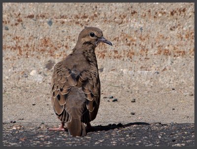 Sweet Young Morning Dove.jpg
