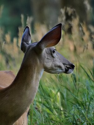 Doe in the Meadow 2