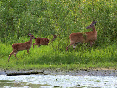 Doe and her Twins.jpg