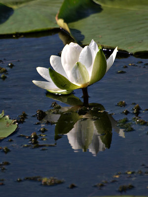 Lily with 70-300mm and the EC1.4