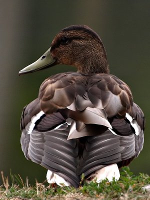 Mallard at the Golf Course